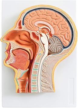 EVOTECH SCIENTIFIC Human Relief Median Section Head Model, Head and Brain Model, Medical Head Brain Neck Median Section Study Model, Natural Size, Oral and Nasal, Larynx & Pharynx Model
