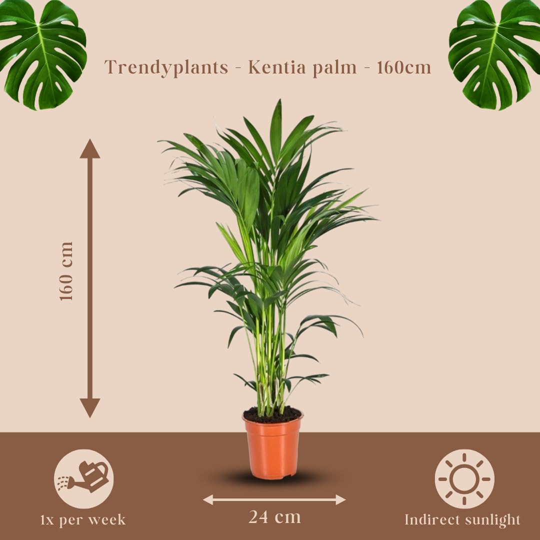 Trendyplants - palma Kentia - Howea Forsteriana - roślina pokojowa - wysokość 150-170 cm - wielkość doniczki Ø 21 cm
