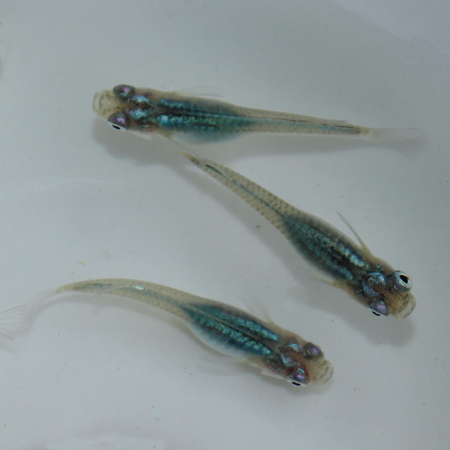 深海めだか　15匹　即決　送料無料 | メダカ学園深海メダカ(マリンブルー) 青めだかM〜L（2