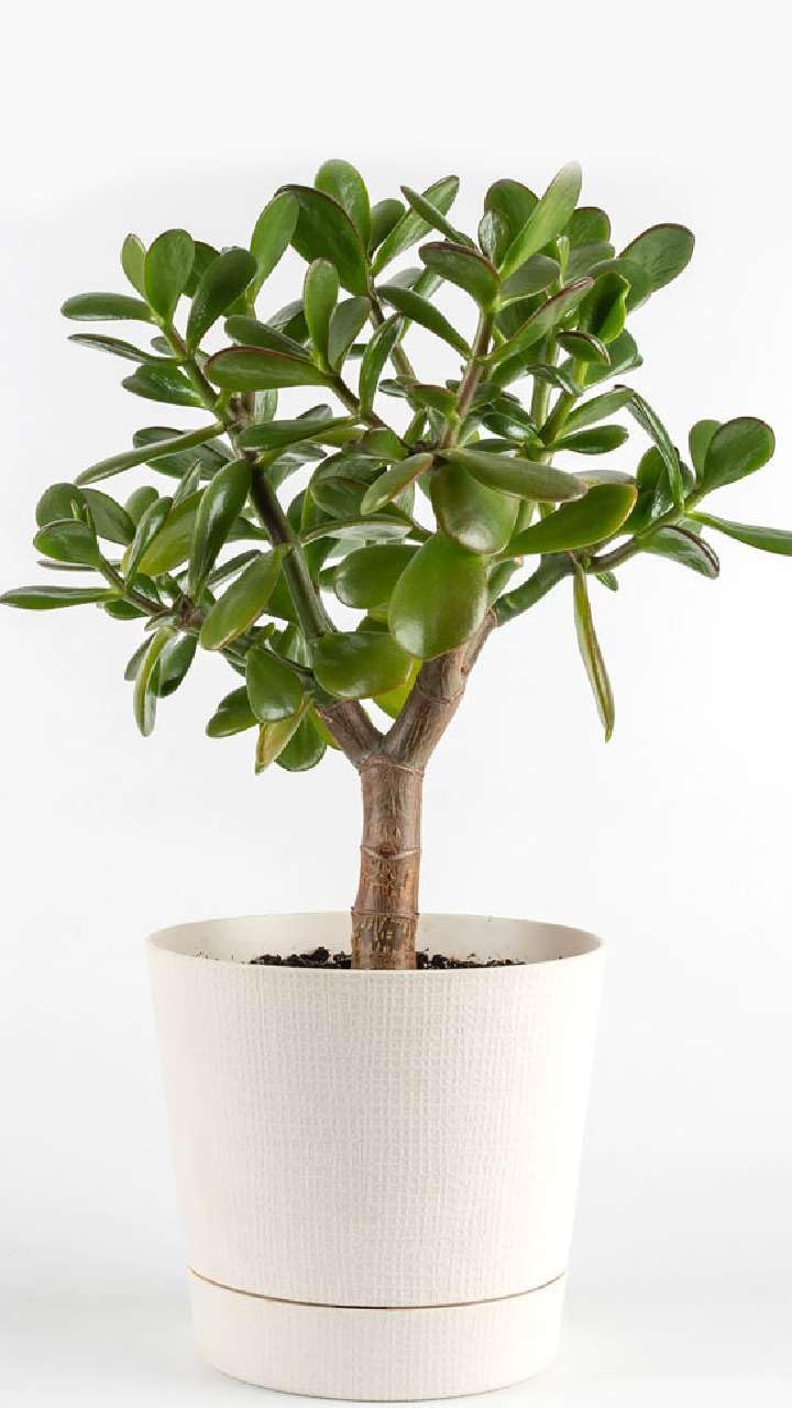 See full amazon price history chart for Lakshita-Sidh Kuberakshi Dhan Vriddhi Live Plant Lakshita-Sidh Kuberakshi Dhan Vriddhi Live Plant (B0B56ZWP5D) Amazon Price History, Amazon Price Tracker