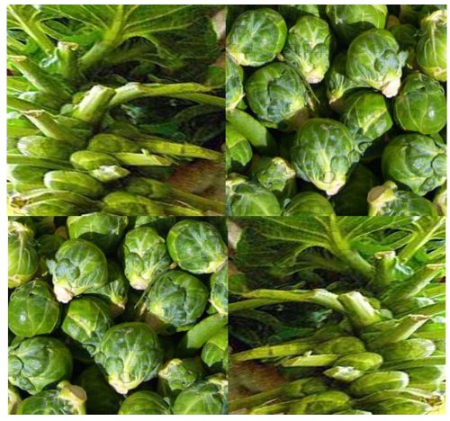 250 Long Island Improved Brussel Sprouts Seeds - Heirloom Heavy Producer of Sets