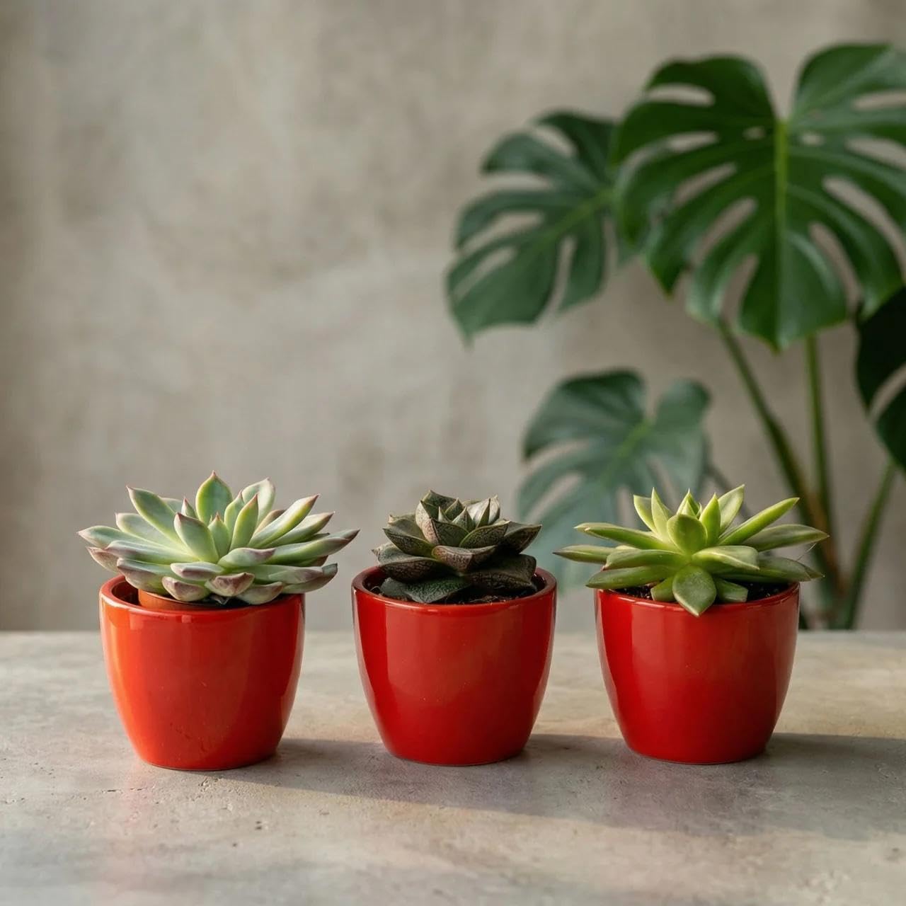 Set di 3 mini vasi in ceramica rossa, 3 piante grasse vive, 8-12 cm, facile da pulire, per tavolo, scaffale, ufficio e decorazione moderna per interni
