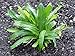 1 packet (3000+ seeds) - Culantro - Ngo gai - Mexican Coriander - Seeds