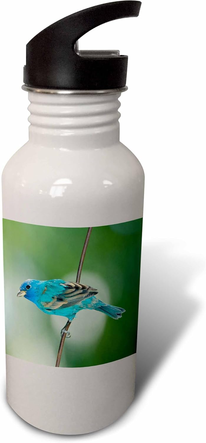 3dRose USA, Florida, Immokalee, Indigo Bunting perched on wire 21 oz Sports Water Bottle