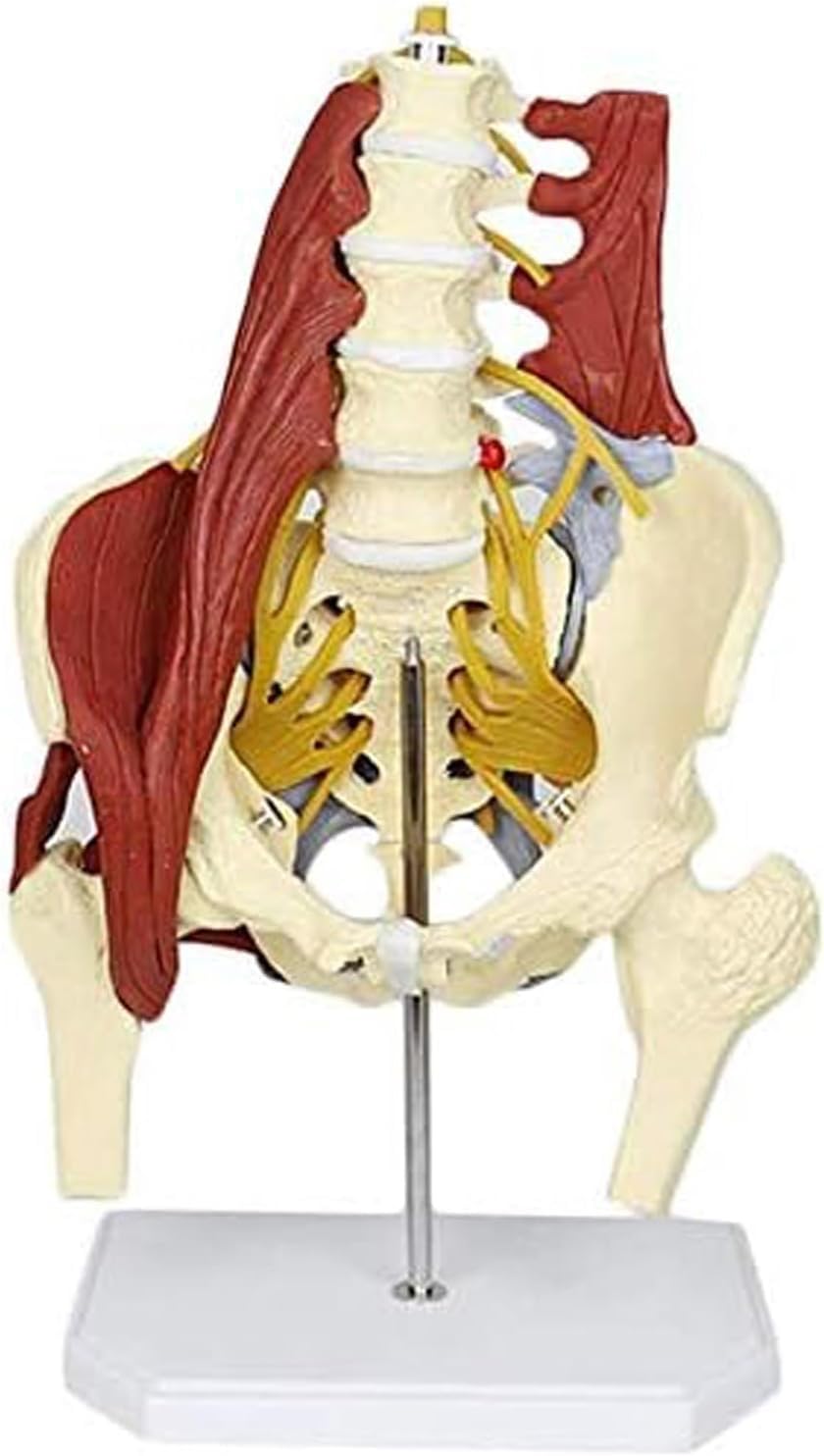 YNIYUJKL Lumbar Spine Bone Model With Pelvic Floor Muscle Anatomy And Nerves For Medical Teaching And Demonstration