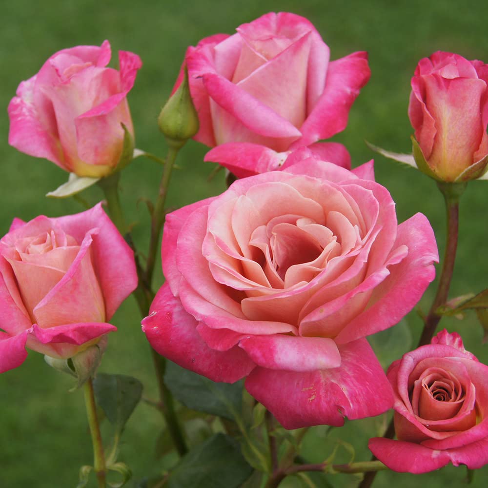 その他 rose Amazon.com : Heirloom Roses Rose Plant - Muzi-Lucia Pink Rose Bush