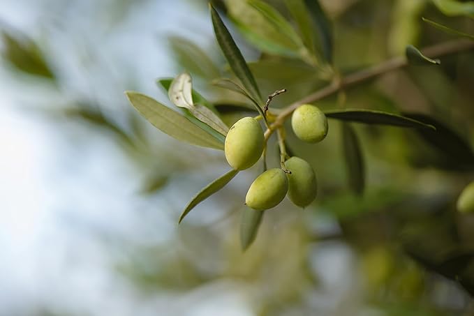 The Olive Temple Aceite de Oliva Extra Virgen Saborizado 250 ml miniatura 2