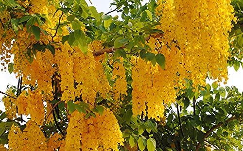 Kanikonna Flower Live Plant