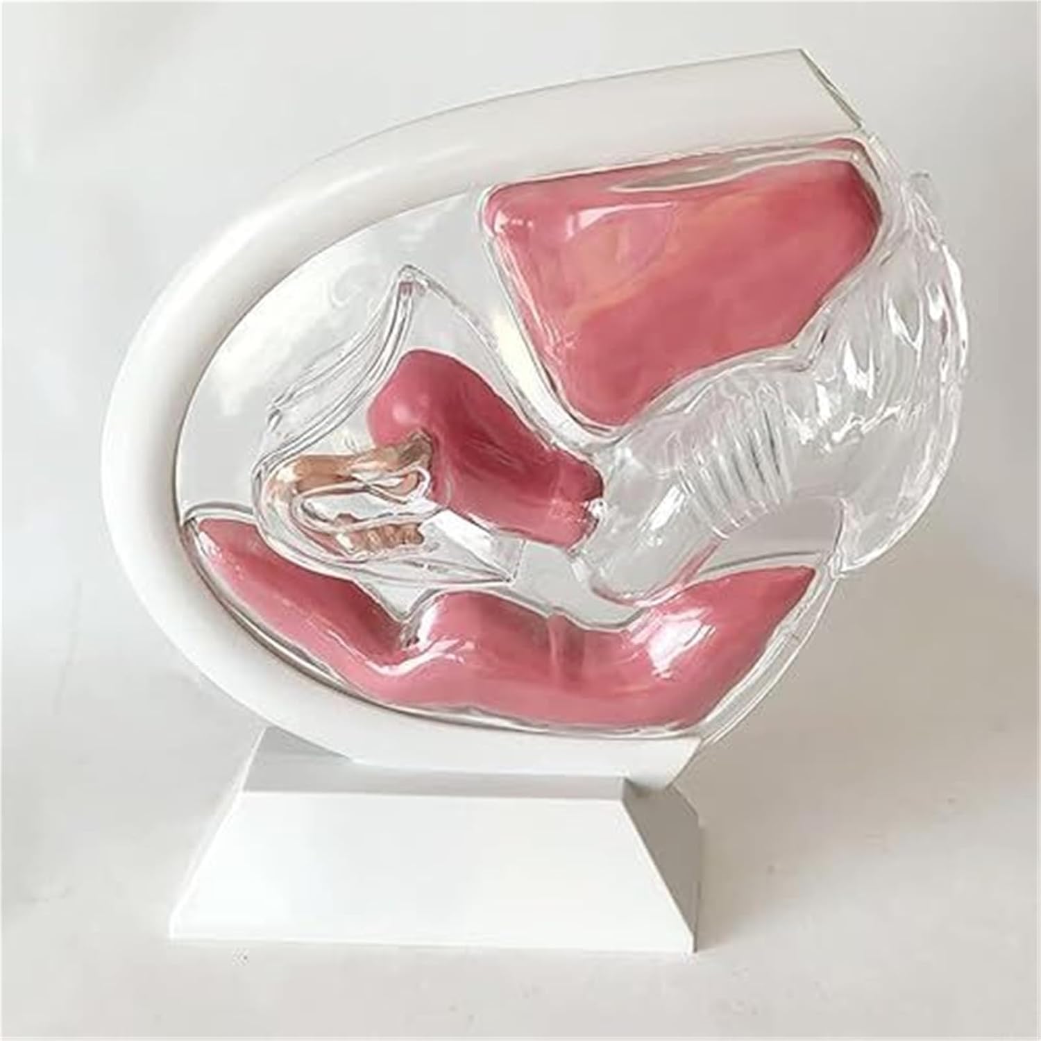 Transparent Uterus Model Female Reproductive System Detachable Pelvic Anatomy for Menstrual Cup Teaching (Black)(White)