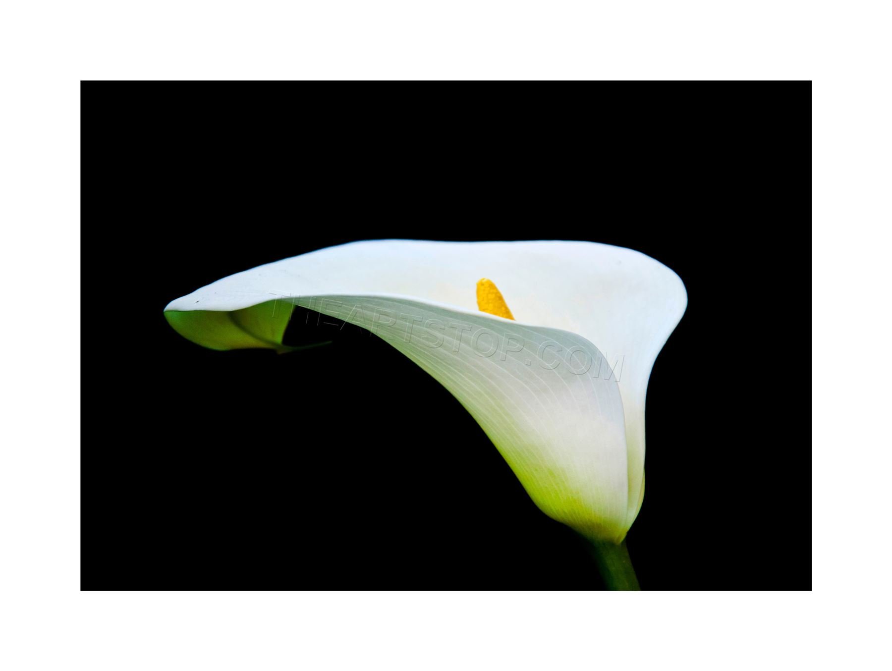 Wee Blue Coo Photo Macro Nature Plant Flower White Calla Lily Wall Art Print