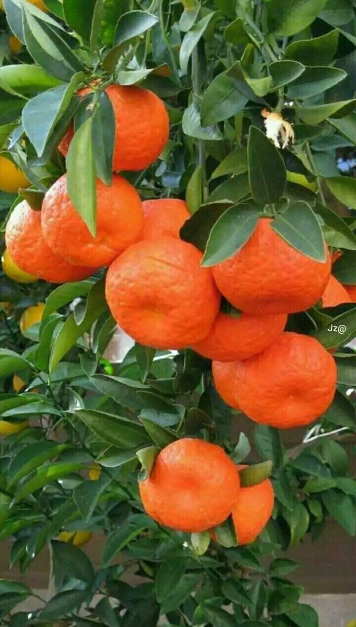 See full amazon price history chart for MAITRAANDSONS Grafted, (1-1.5) Feet Original Nagpur Sweet Orange Live And Healthy Plant Pack Of 1 Hybrid Quality (ORANGE-D779) MAITRAANDSONS Grafted, (1-1.5) Feet Original Nagpur Sweet Orange Live And Healthy Plant Pack Of 1 Hybrid Quality (ORANGE-D779) (B0CW76PKPR) Amazon Price History, Amazon Price Tracker