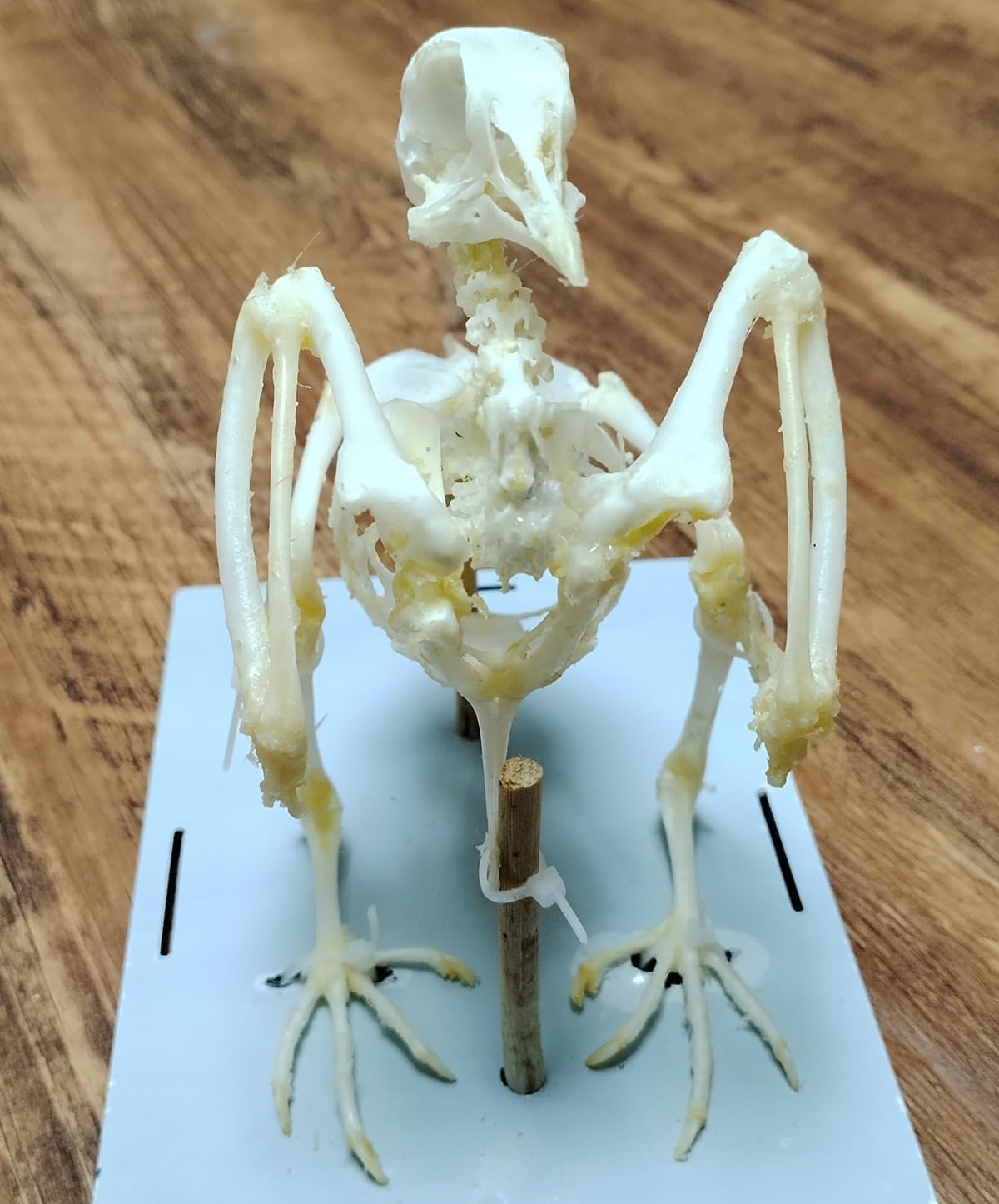 Real Animal Skeleton, Natural Animal Taxidermy Bone, Animal Specimens for Collectibles Home Decoration (Pigeon Skeleton)