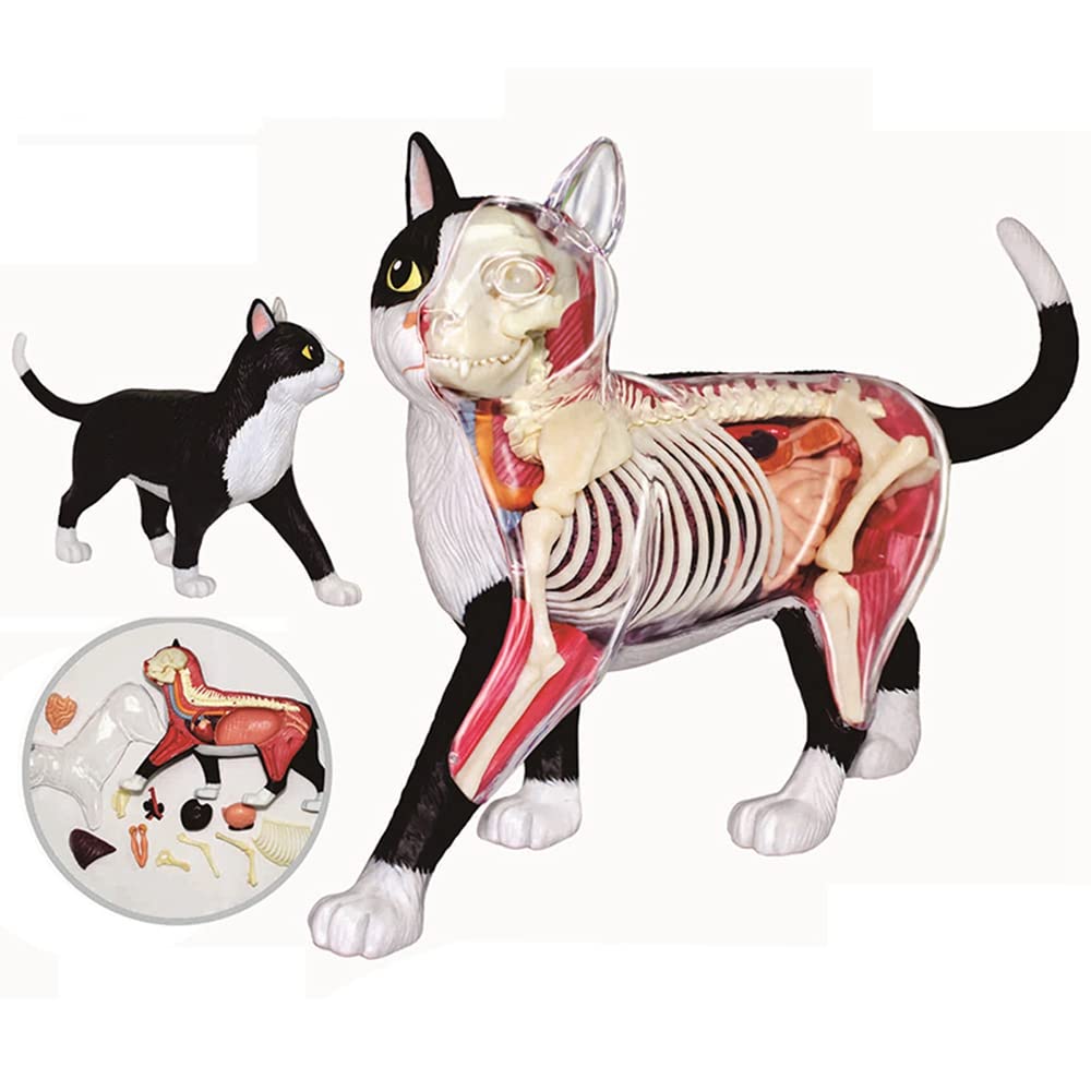 Anatomy of the Cat ほか猫解剖学関連書籍　４点セット Amazon | Reikoeppy 動物の臓器の解剖学モデル、4D猫の知能
