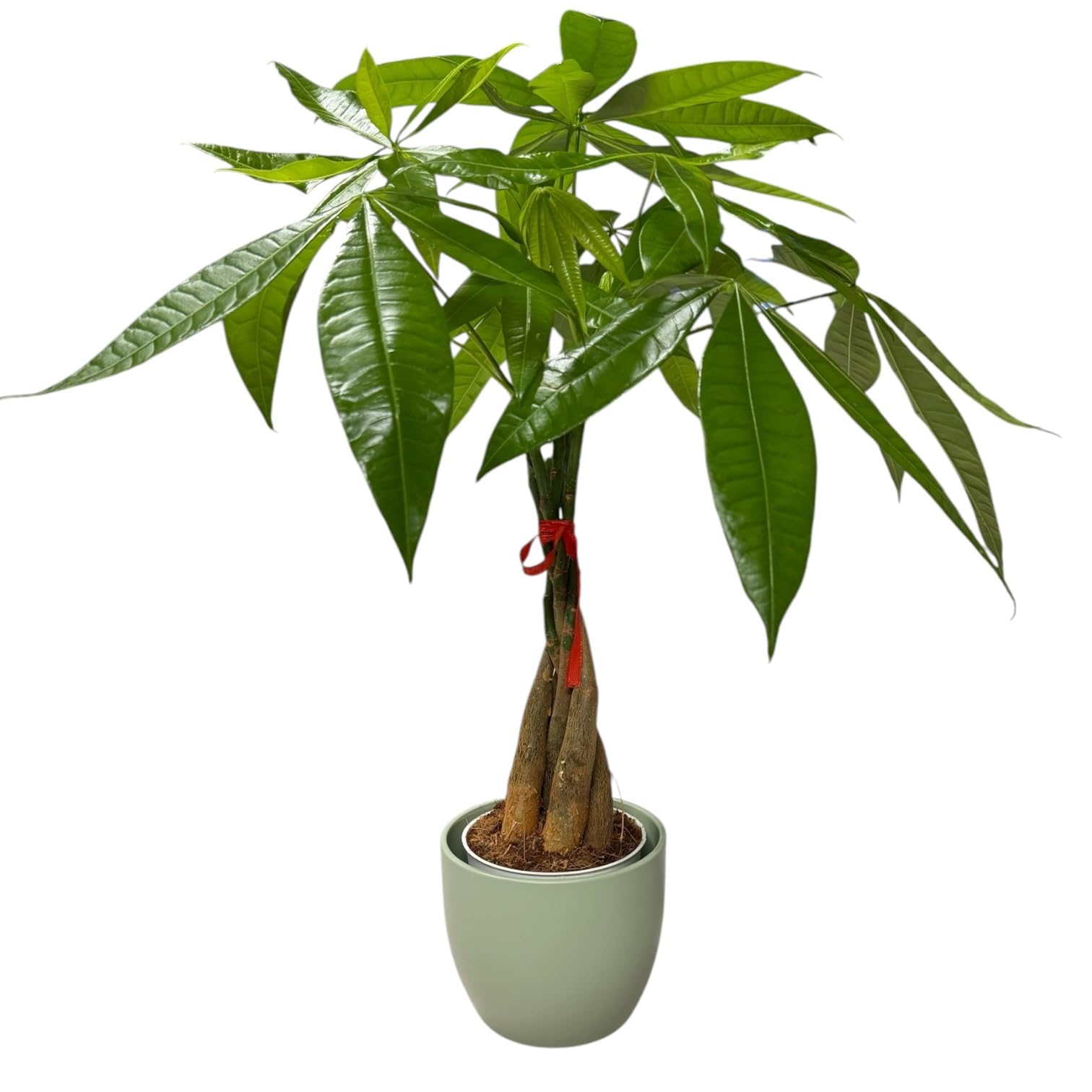 Money Tree Live Plant | 14-22 Inches Tall Bonsai | Easy to Grow Indoor Houseplant | Home, Office, or Room Decor | Birthday, Housewarming Gift (Sage)