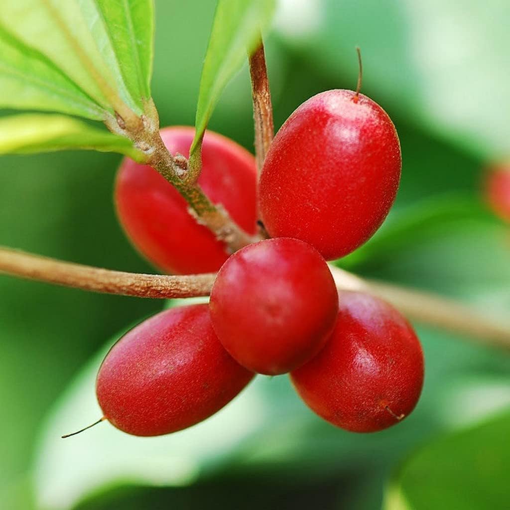 OhhSome Miracle Plant (Synsepalum Dulcificum) Outdoor Balcony Healthy Live (Healthy Live Plant)