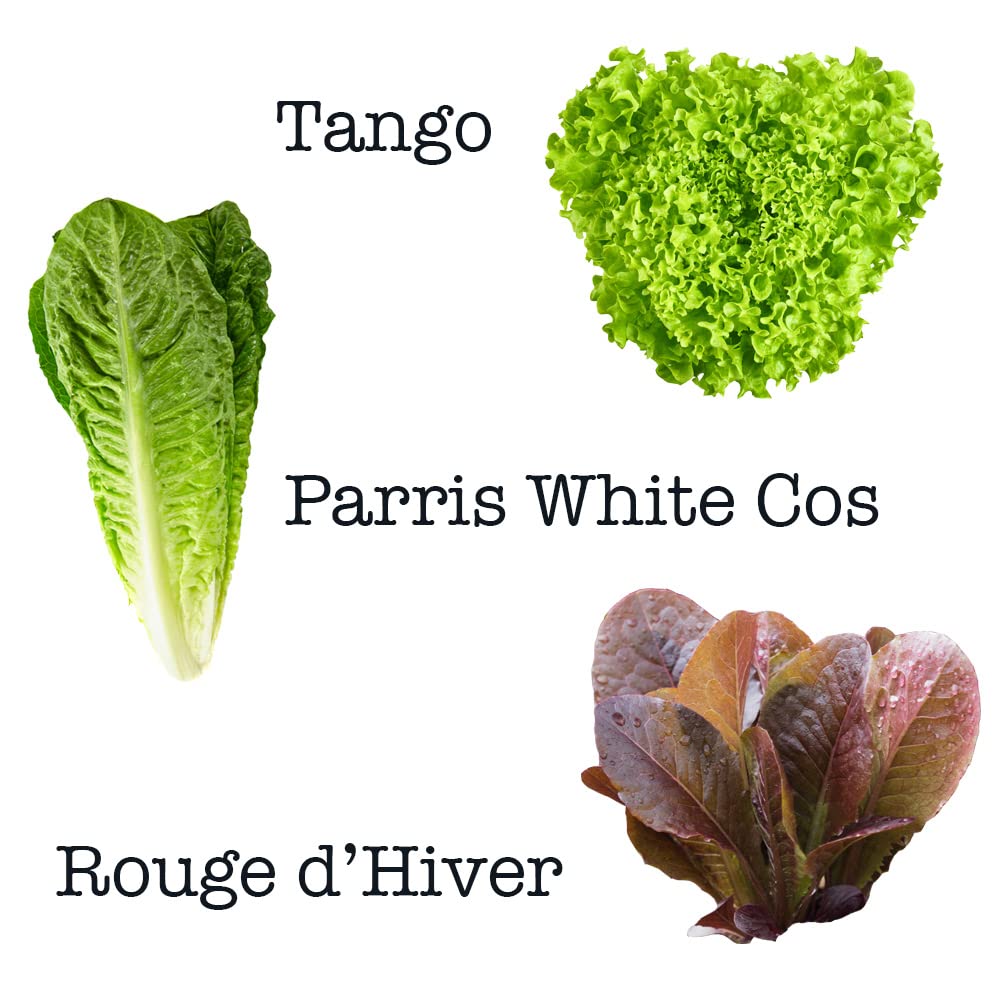 Tipos De Lechuga Para Ensalada