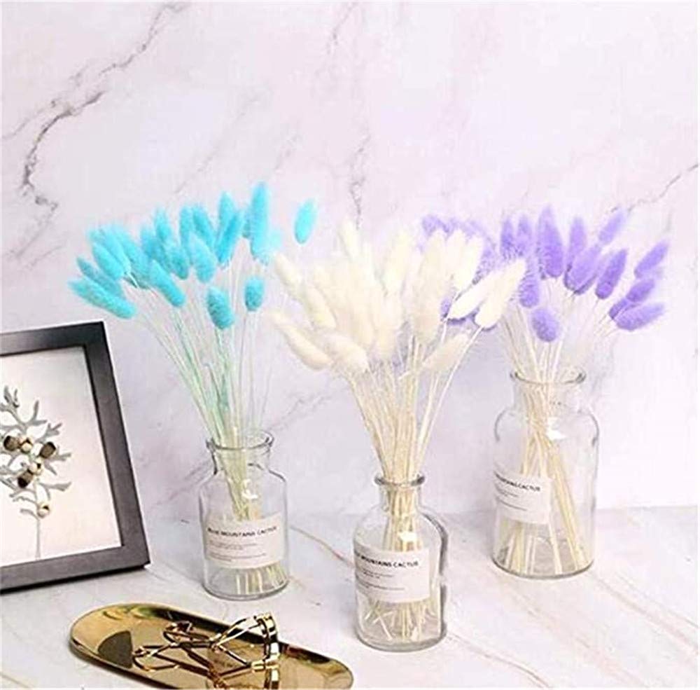 20 Rametti Erba Della Pampa Essiccati Naturali | Fiori Secchi Verde Chiaro | Per Decorazione Casa, Matrimoni, Giardino - Foto 5