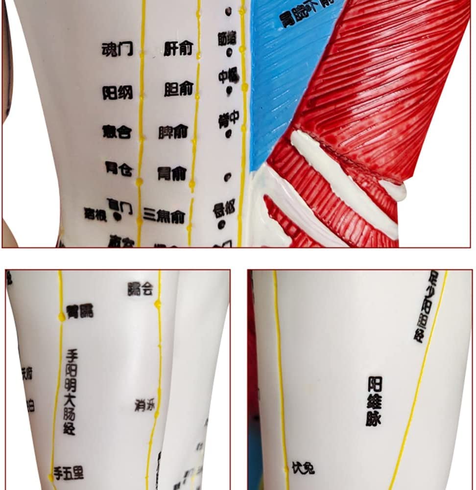 60 cm Akupunkturmodell, Akupunktur- und Muskelanatomisches männliches Modell, Druckpunkt und Meridiane, für Akupunkturisten und andere medizinische Fachkräfte, die Lehr- und Bildungsbedarf a