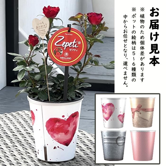 Amazon.co.jp: バラ 苗 ゼプティ インドアローズ12cm 室内栽培可能