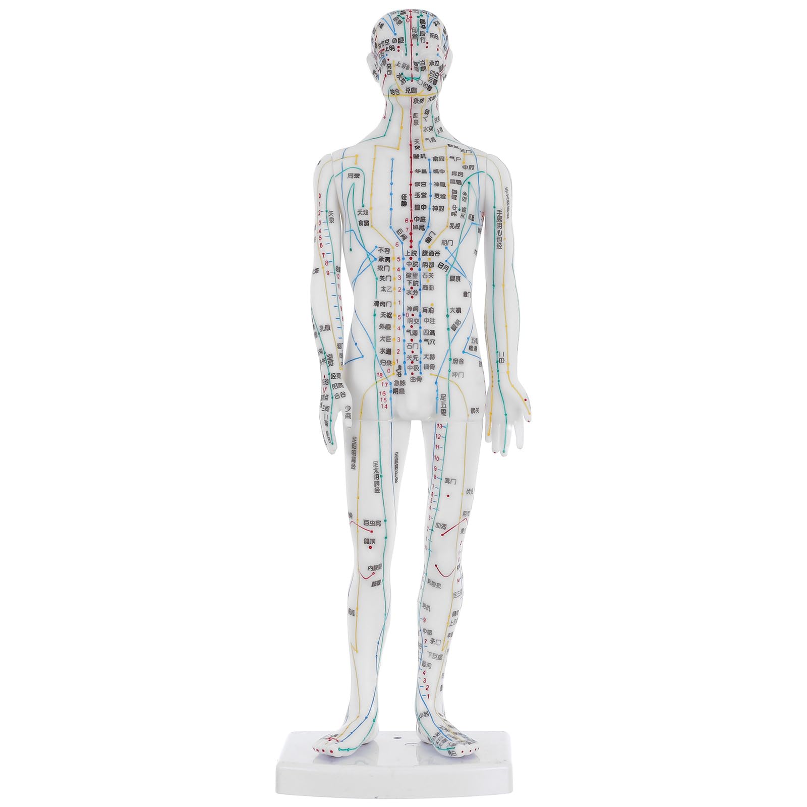 HOMSFOU Traditional Chinese Acupuncture Model Male Mannequin with Meridian and Acupoint Markings for Educational and Clinical Use