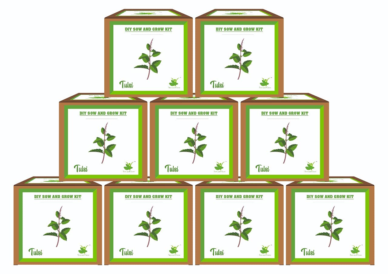 Sow and Grow Mini Grow Kits of Rama Tulsi/Holy Basil: Set of 9 | Gift Pack-image-16
