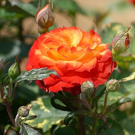 Amazon Co Jp 薔薇の苗 カリスマ Fl 国産接ぎ木 新苗4号ポット 四季咲きフロリバンダローズ 品種で選べる薔薇苗 1個売り 学名 Rosaceae Rosa Charisma バラ科バラ属 耐寒性落葉低木 花木 特徴 木立 フロリバンダ Fl ローズ 中輪 微香 やや小ぶりのかわいい Amazon Co Jp 薔薇の苗 カリスマ Fl 国産接ぎ木 新苗4号ポット 四季咲きフロリバンダローズ 品種で選べる薔薇苗 1個売り 学名 Rosaceae Rosa Charisma バラ科バラ属 耐寒性落葉低木 花木 特徴 木立 フロリバンダ Fl ローズ 中輪 微香 やや小ぶりのかわいい