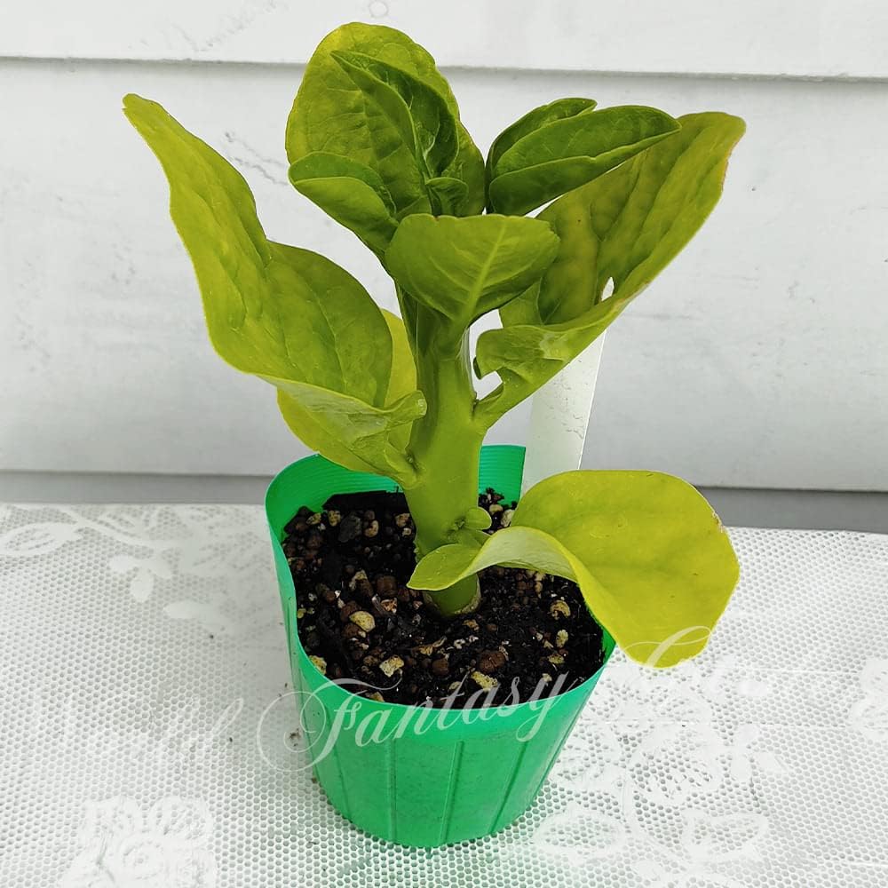 Amazon|ハッピーガーデン 野菜苗 夏 ツルムラサキ 2鉢セット 3~3.5号【お届け中】|観葉植物 オンライン通販