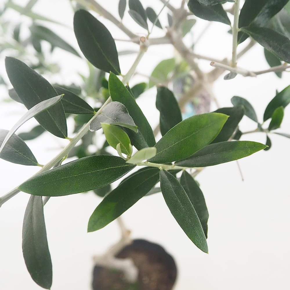 オリーブの木　J5 引取り限定　希少品種　植物　シンボルツリー Amazon.co.jp: ITANSE オリーブの苗木 ジェイファイブ 5号 1個