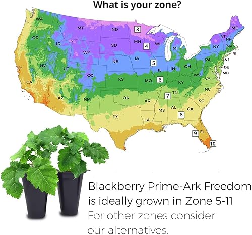 Miniatura 10 de BlackBerry Plants - Juego de 4 plantas vivas para principiantes