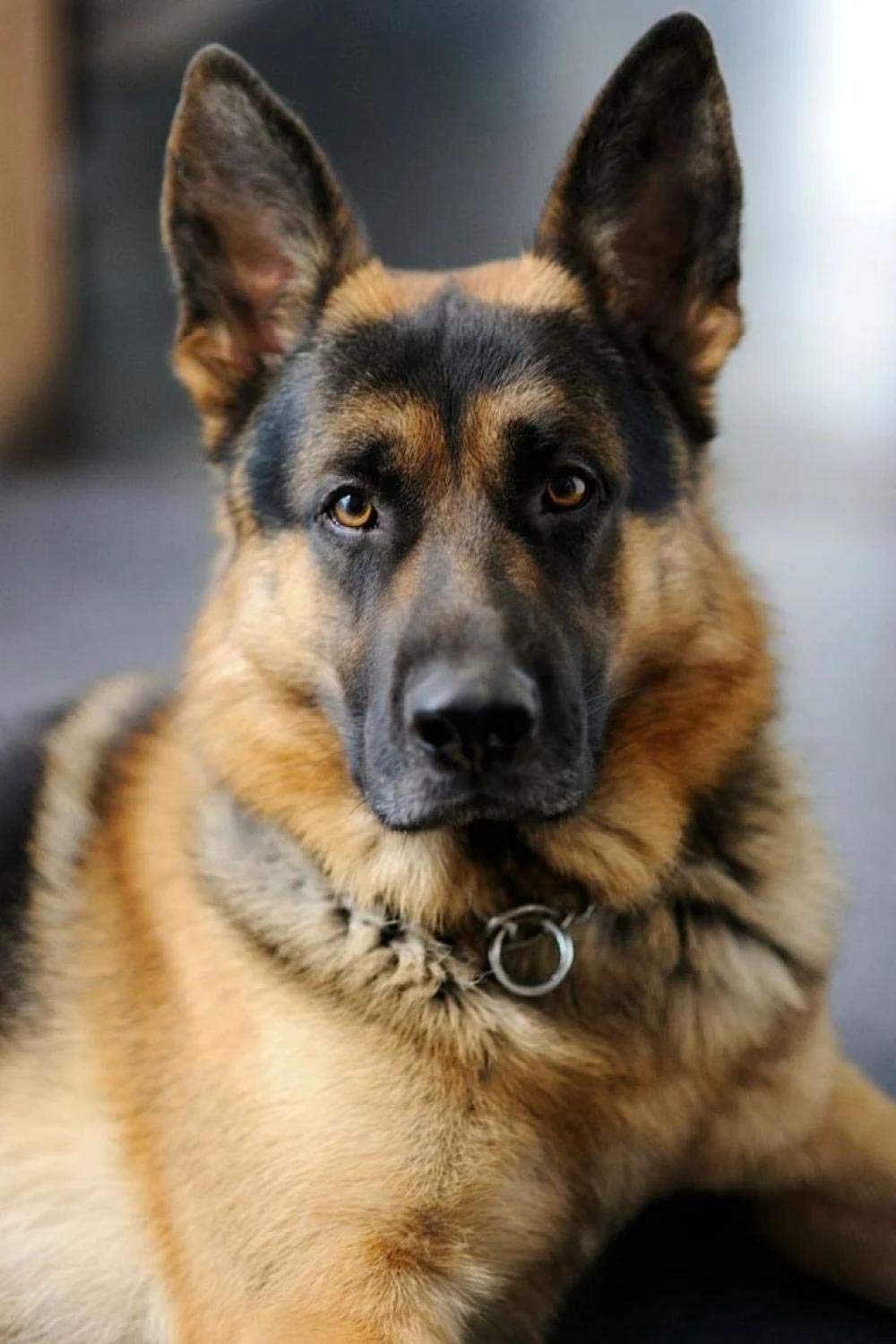 Nprzm H317 5D Diy Diamond Painting German Shepherd Dog Picture Embroidery Full Diamond Mosaic Rhinestone Painting Decor 30X40cm