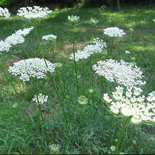 Queen Anne's Lace seeds packaging