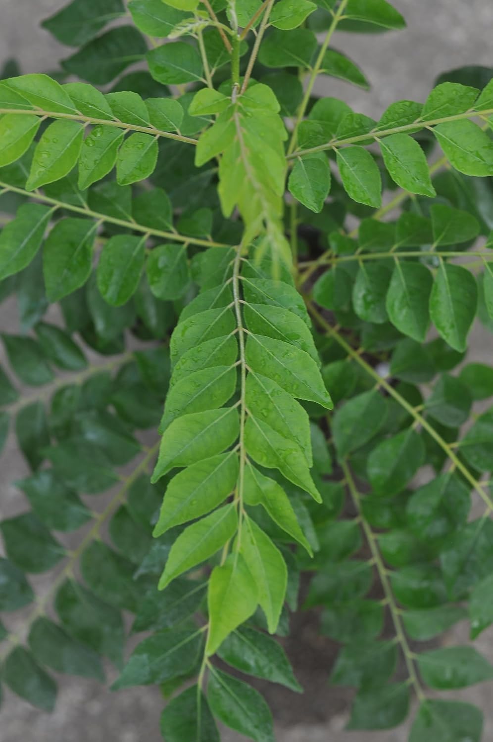 Amazon | カレーリーフ 苗 9cmポット 2株 カレーの木 Curry Leaf