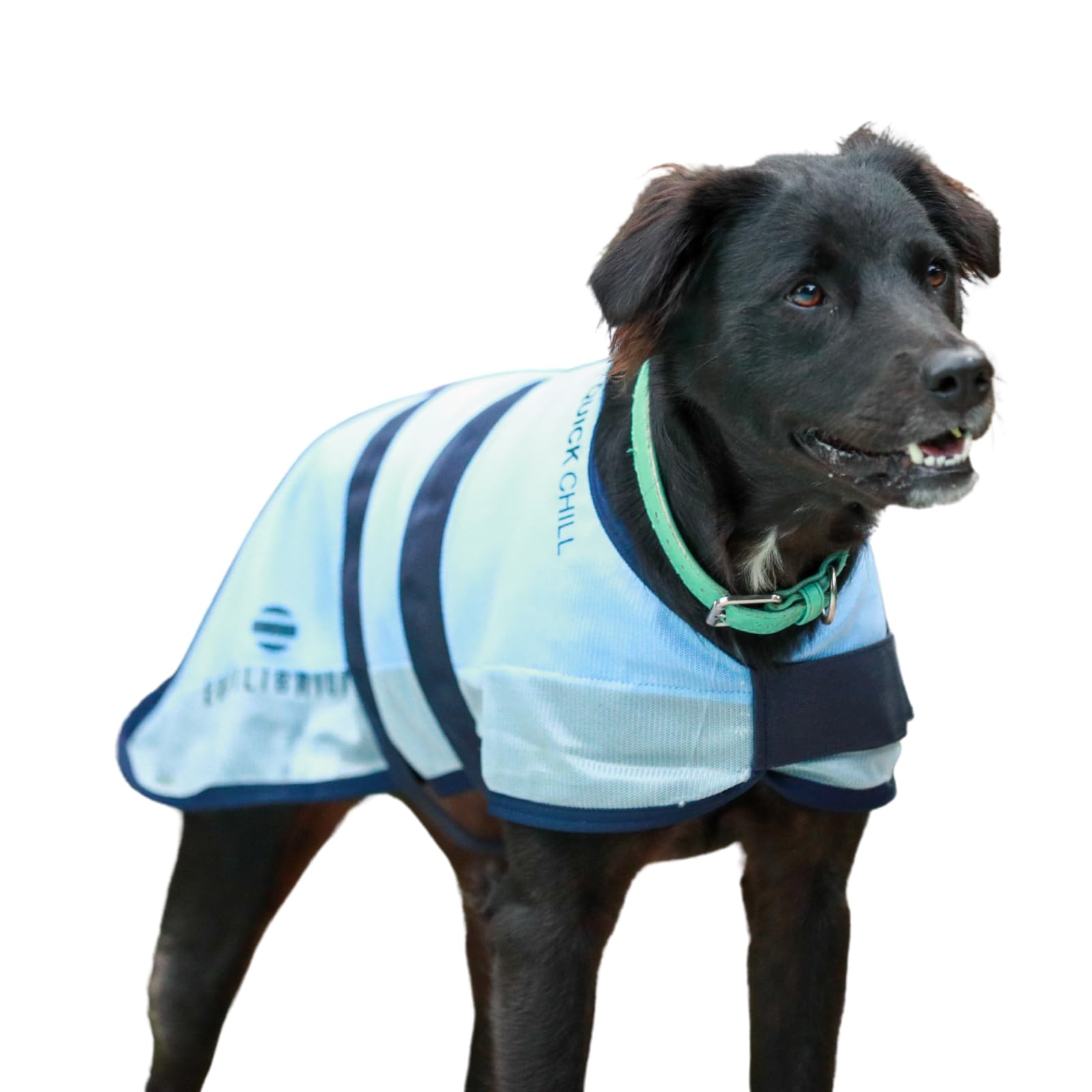 Equilibrium Quick Chill Cooling Dog Coat (M)