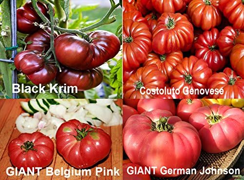 Miniatura 2 de This is A Mix 30 Rainbow Deluxe Tomate Seeds Mix 16 variedades, reliquia sin OMG, indeterminado, antiguo alemán, rayas de chocolate, morado