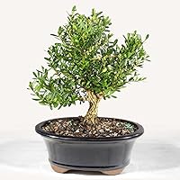 Vista 10 de Brussel's Bonsai - Árbol bonsái para interiores, S