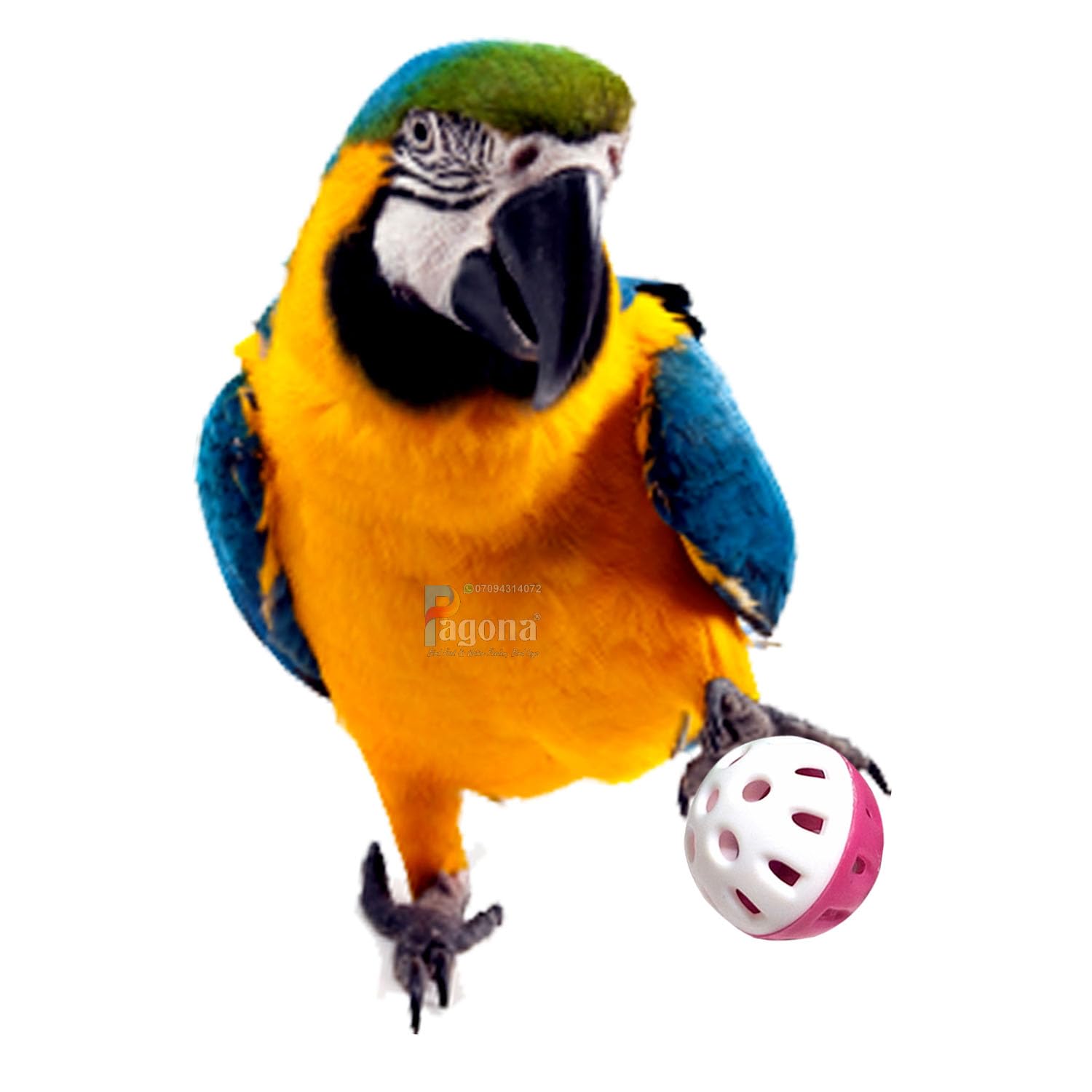 Pagona Bird Bell Ball Bird Toy for Parakeet, Cockatiel, Love Birds, Budgies, Parrots and Smal or Medium Size Birds. (1.75inch Ball, Pack of 3) (B0CTKKL6KS) Amazon Price History, Amazon Price Tracker