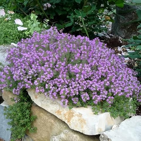 Eden Brothers Creeping Thyme Seeds, Non-GMO Seeds for Planting, Packet | Low-Maintenance Flower Seeds, Plant During Spring, Zones 4, 5, 6, 7, 8, 9 Cover