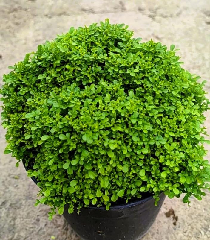 Table Kamini Indore live plan without pot healthy plant packet of 1/-image-19