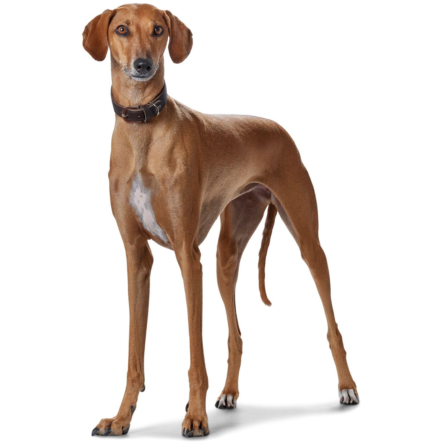 HUNTER Super Soft Collier pour Chien en Cuir de Vachette Doux