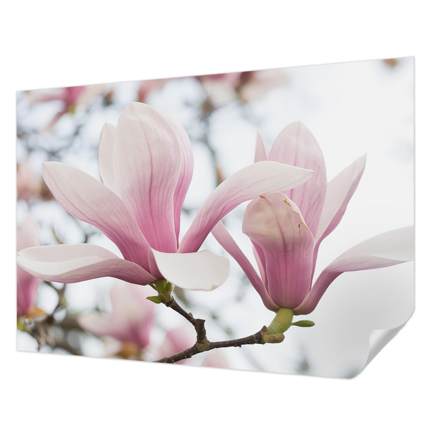Papier peint panoramique fleurs de magnolia haute qualité et haute résistance pour salon