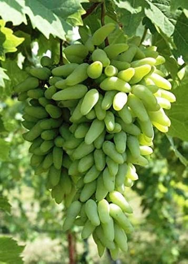 Green Seedless Sweet Grapes Plant Vine Cutted Plant 1ft Height Pack of 1 (B0CTXG55XJ) Amazon Price History, Amazon Price Tracker