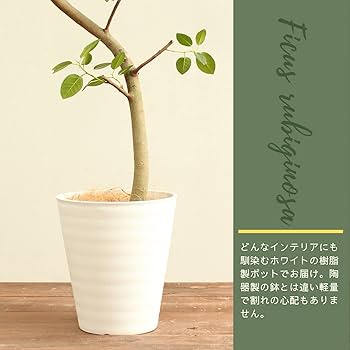 Amazon｜フランスゴムの木 9号 曲がり 受け皿付 【観葉植物 本物
