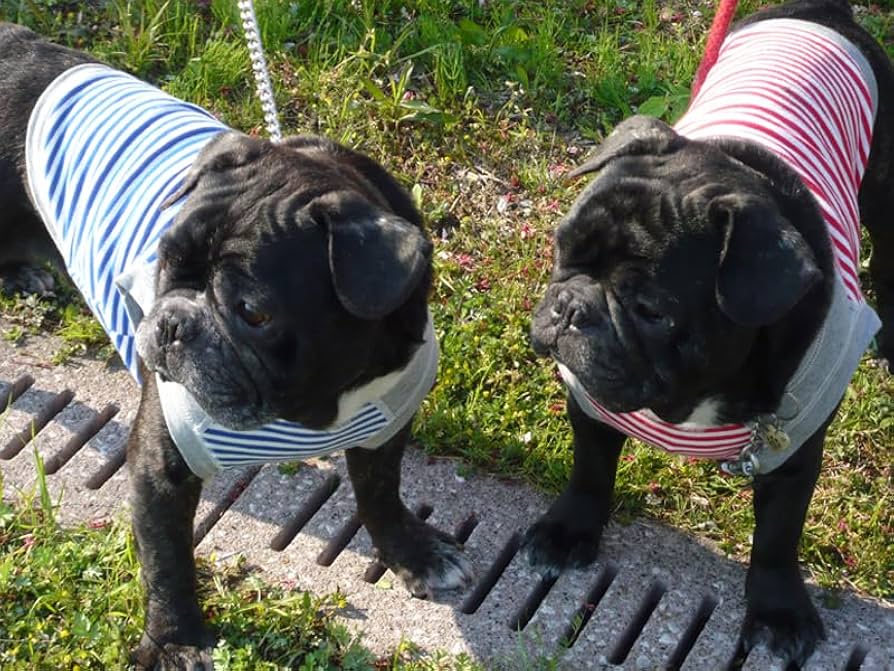 Amazon | 【日本製】FB ボーダーウェア 人気 ペット 服 フレンチ