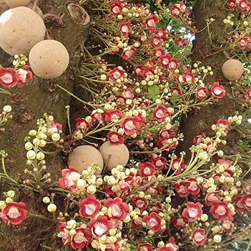 Mphmi Kailashpati, Cannon-ball Tree - Plant