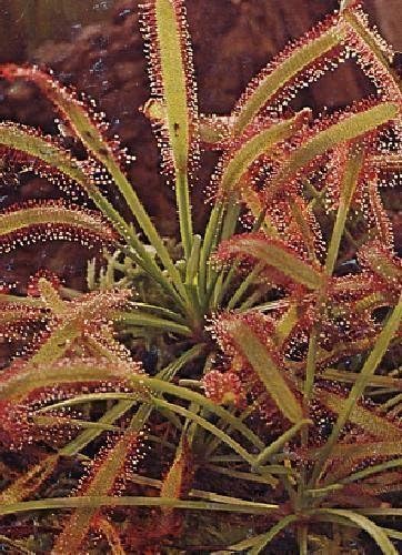Carnivors Tropica - African Sundew (Drosera capensis) - 200 Seeds