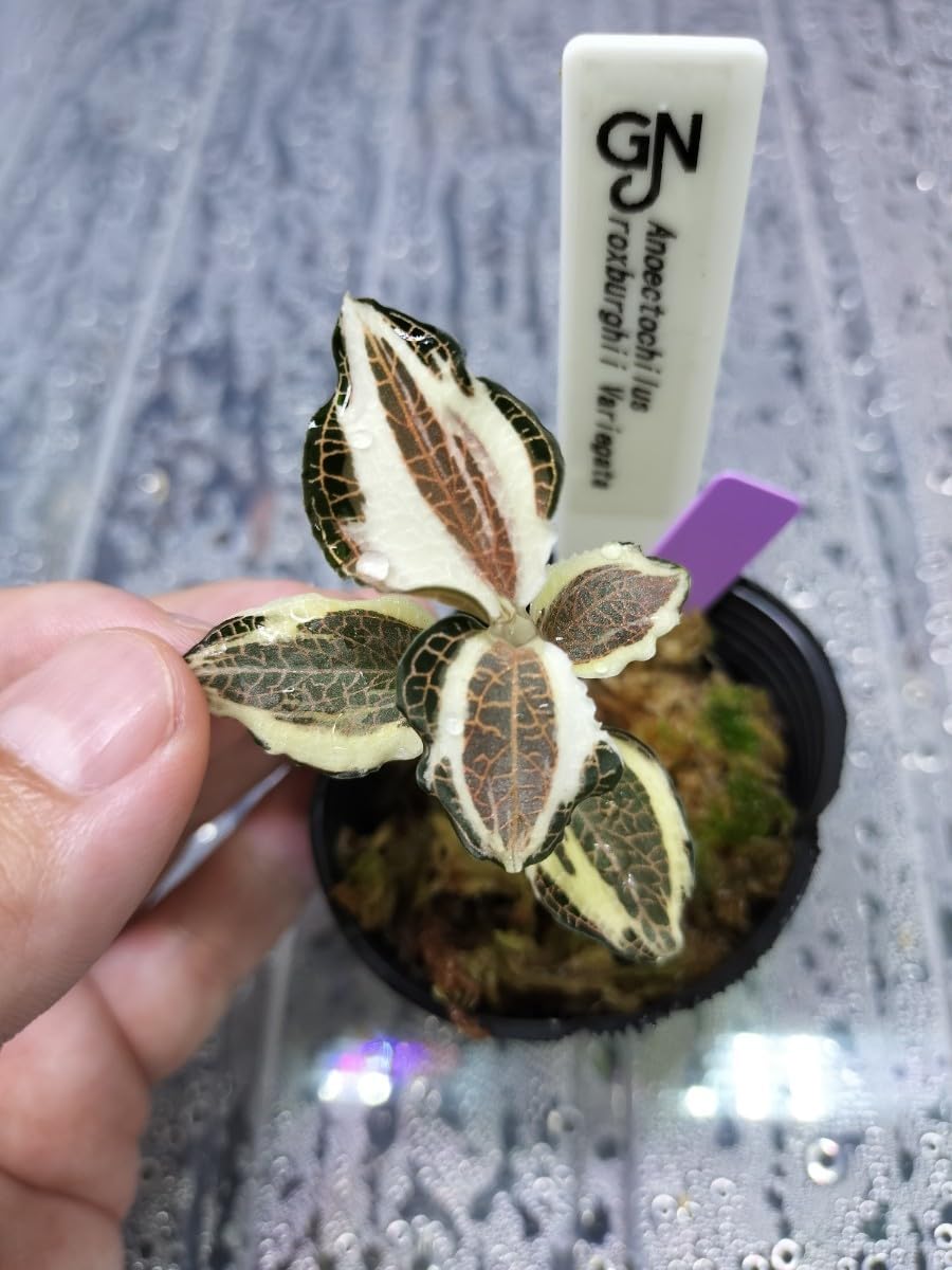 Amazon.co.jp: Anoectochilus roxburghii Variegata アネクトキラス