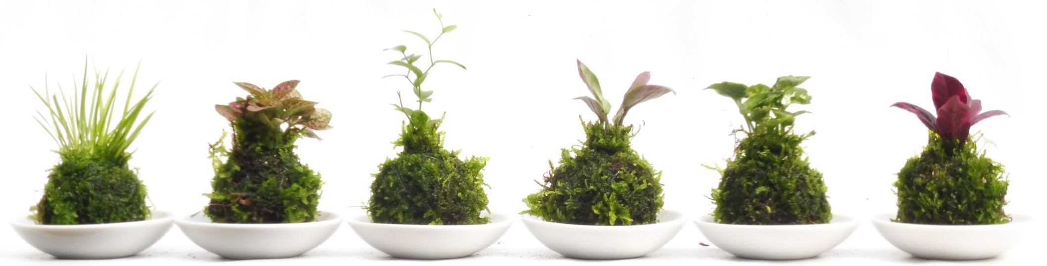 Amazon｜極ミニ苔玉国産陶器皿付き6点アソートセット｜観葉植物