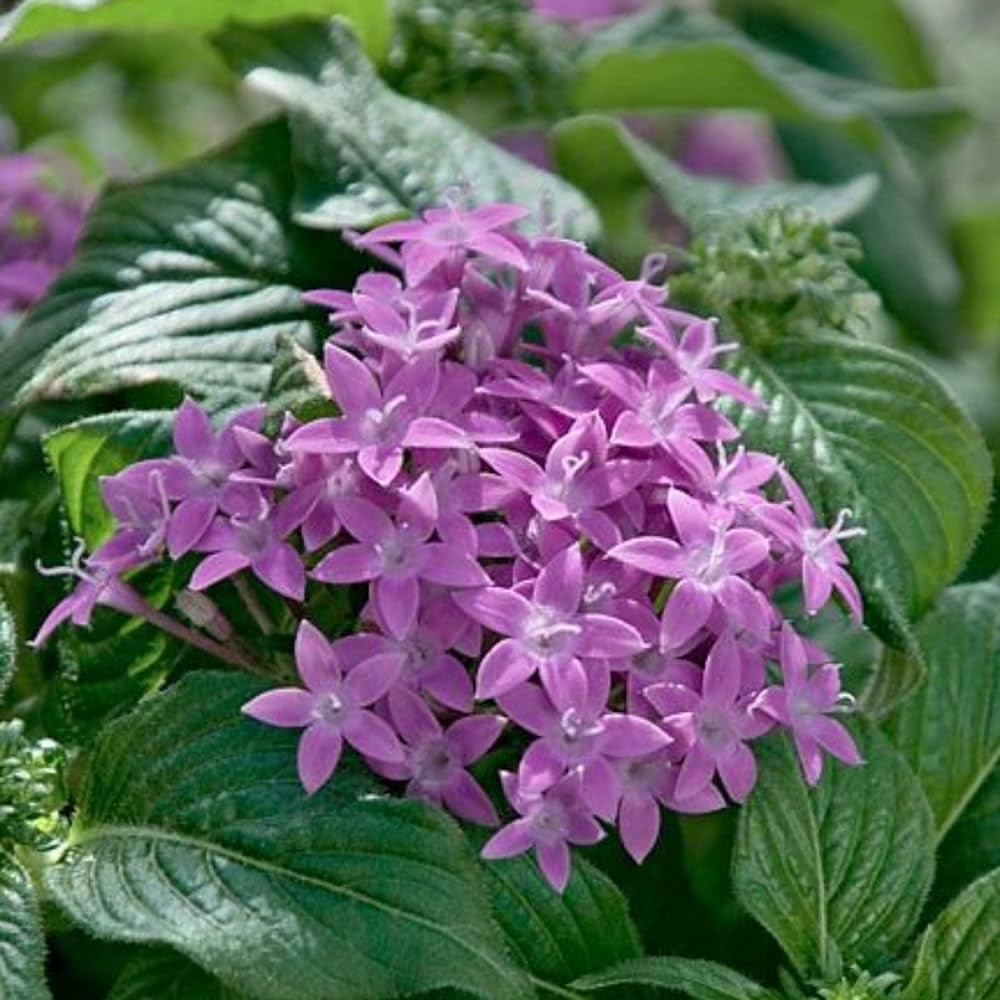 Greenursery Ixora Plant Garden Live Plant Nursery Outdoor Living Plant (Purple) (B0D3BCHYQ5) Amazon Price History, Amazon Price Tracker
