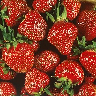Quinalt Everbearing Strawberry 25 Bare Root Plants - Huge Fruit Size