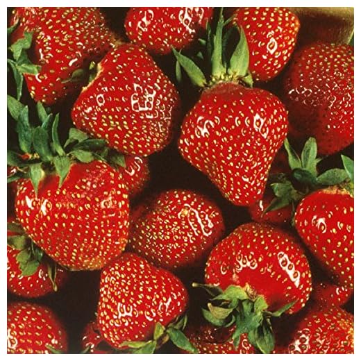 How to grow Quinault strawberries in containers Garden Super Power